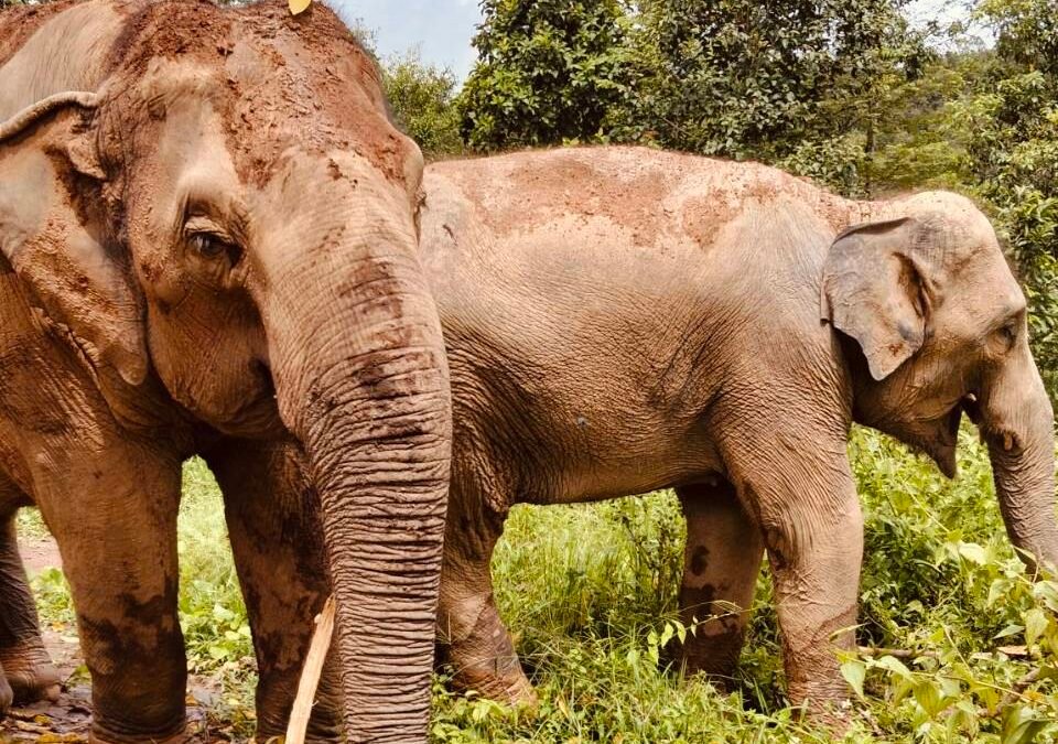7 Best Ethical Elephant Experiences