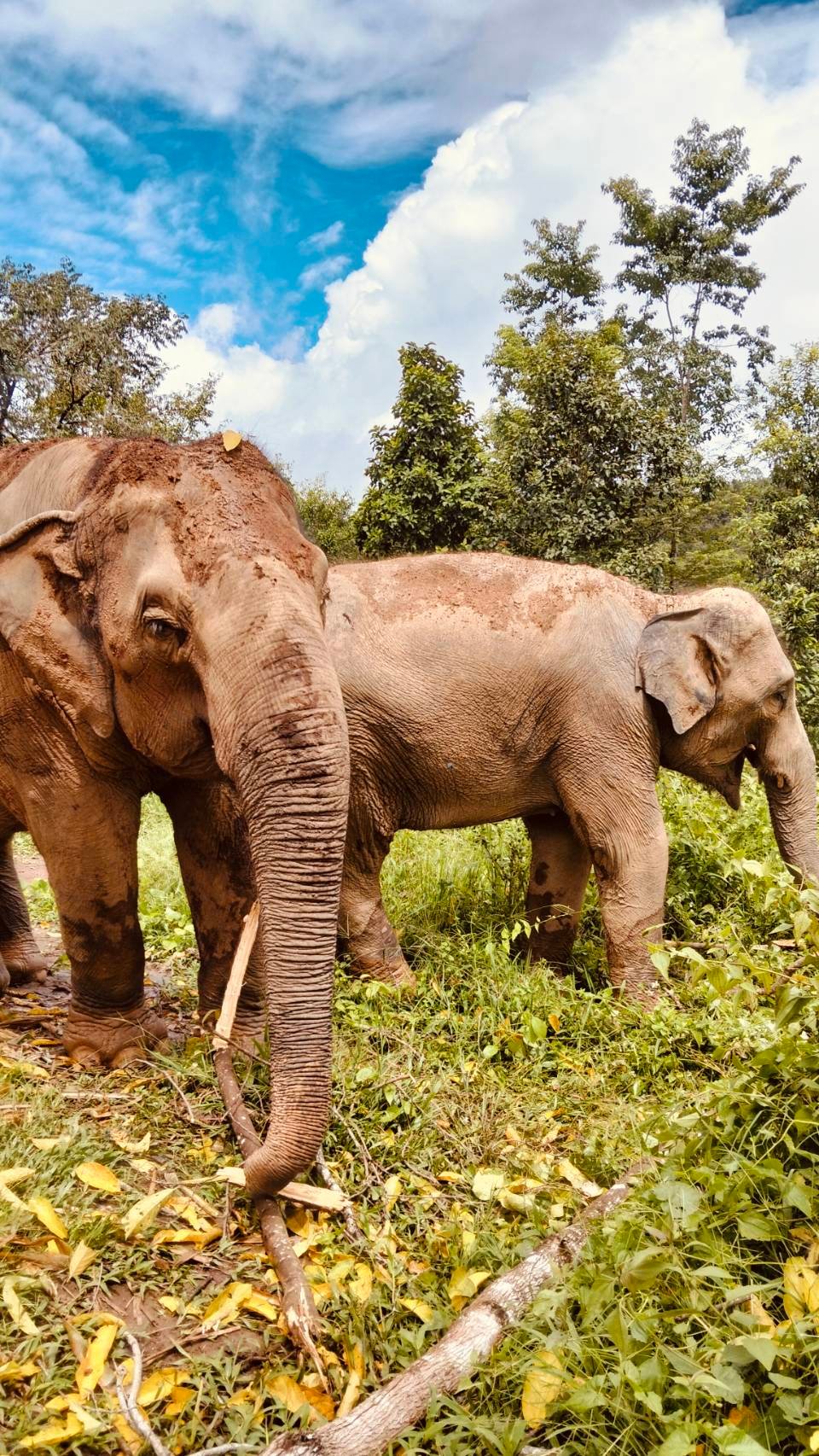 7 Best Ethical Elephant Experiences