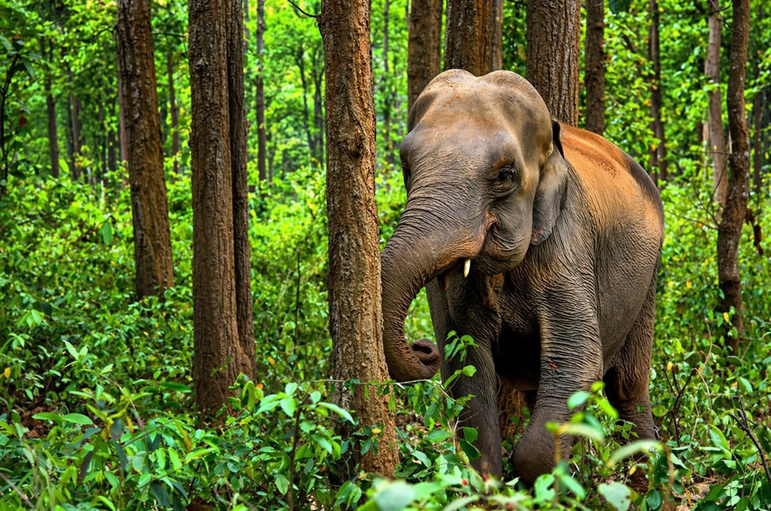 Elephant Experience - Image 3