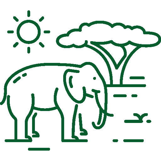 safari