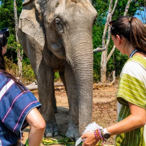 Elephant Experience