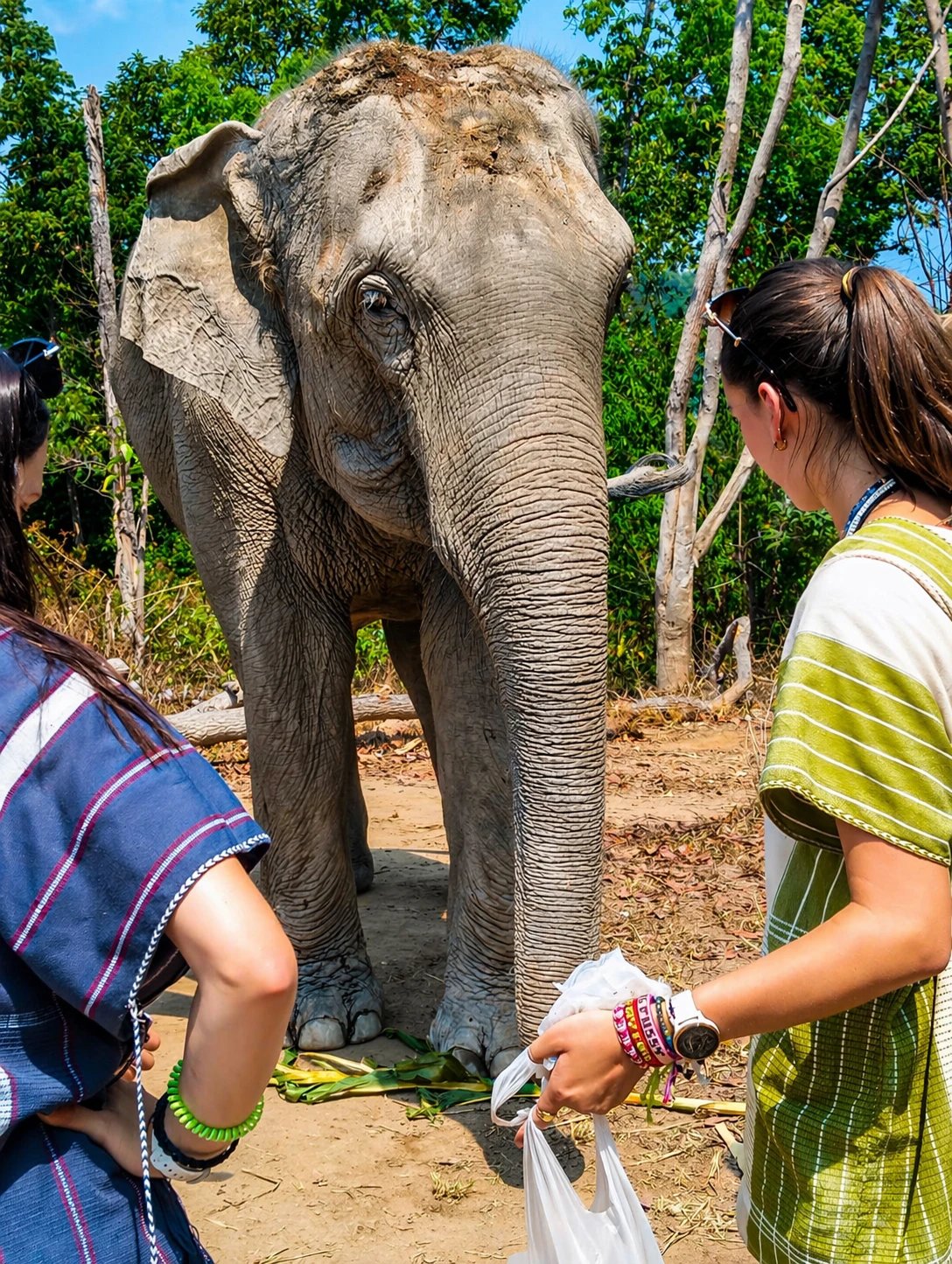 Elephant Experience