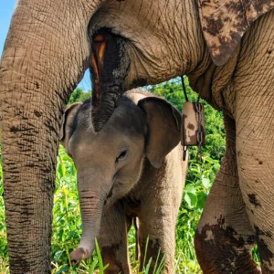 Elephant Experience